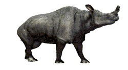 Gif animé rhinocéros court