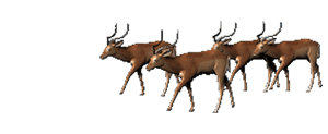 Gif animé troupeau d'antilopes