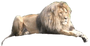 Gif animé lion couché