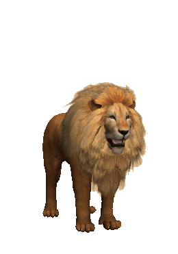 Gif animé lion attaque
