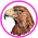 Gifs Aigles