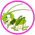 Gif Sauterelles