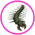Gif Mille-pattes