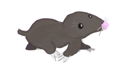 Gif animé taupe marche